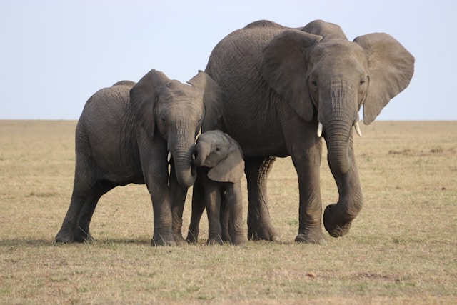 Elephants